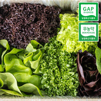 [무농약 / GAP인증] 유러피안 샐러드채소 1kg (3-6종 랜덤발송)