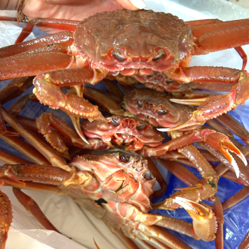 [누리는특가] 구룡포 활 연안대게 국산대게 3~5미 생물배송or찜배송 선택