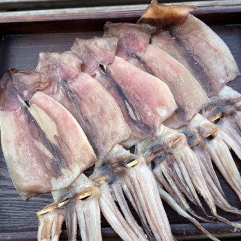 [구룡포피데기]반건조오징어 5미(450~500g)