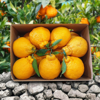 [미가원] 제주직송 돌담농장 가정용 한라봉 2,5kg 소과(13-20과 내외)