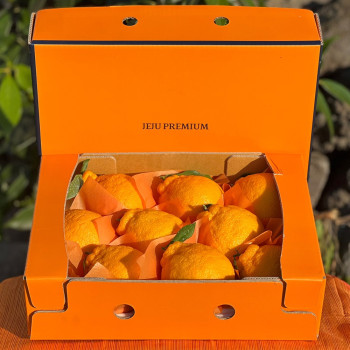 [미가원] 제주직송 돌담농장 선물용 한라봉 2,5kg 소/중/대과