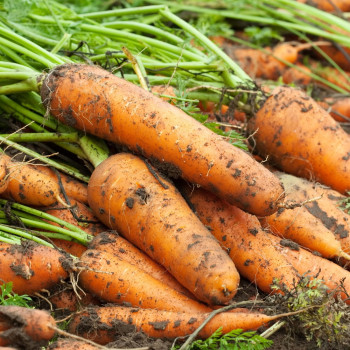 [미가원] 제주직송 돌담농장 구좌흙당근 2kg/3kg/5kg