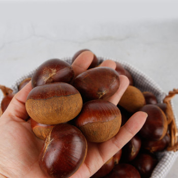 (농할) 햇밤 공주 정안 알밤 대 특 박스포함 1kg/2kg/4kg