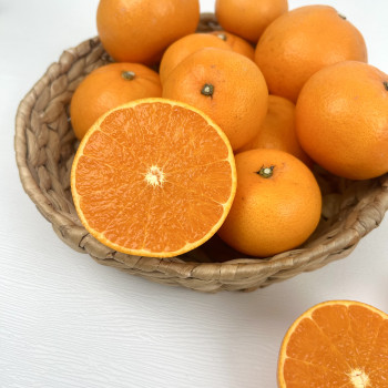 제주산 천혜향 1kg/2.5kg/4.5kg 가정용 선물용