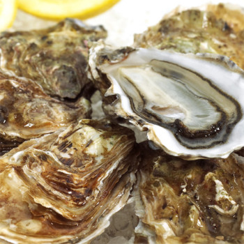 [어선생] 남해 통영 석화 4kg/8Kg / 산지직송!