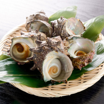 [어선생] 남해 통영 뿔소라 1Kg / 산지직송! 당일조업!