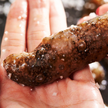 [어선생] 남해 통영 해삼 500g / 산지직송!