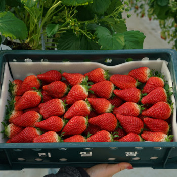 [산지직송] GAP_담양 설향딸기/부안 홍희딸기 [350g/500g]