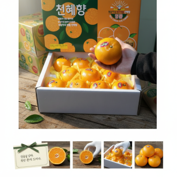 [이가네과일야채] 제주 천혜향 선물용 3kg 내외 8과~15과