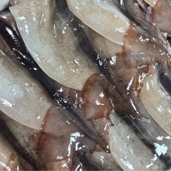 동해안 자연산 급냉 오징어 20~24미 통오징어 손질 급속냉동