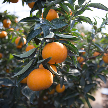 제주직송 실속형 고당도 천혜향 2.5kg/4.5kg