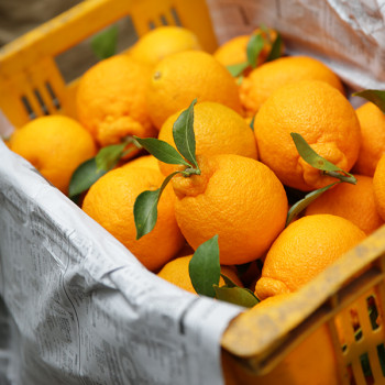 제주직송 실속형 새콤달콤 한라봉 2.5kg/4.5kg