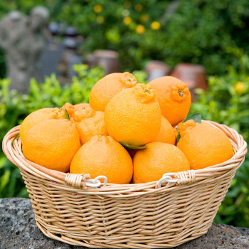 [누리는특가] GAP인증 제주농협 제주 한라봉 벌크 2kg 4kg 골라담기