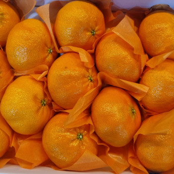 제주도에서 온 고당도 레드향 로얄과 3kg