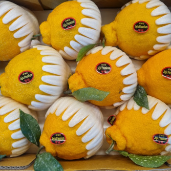 제주도에서 온 프리미엄 한라봉/한라봉써니트 로얄과 3kg