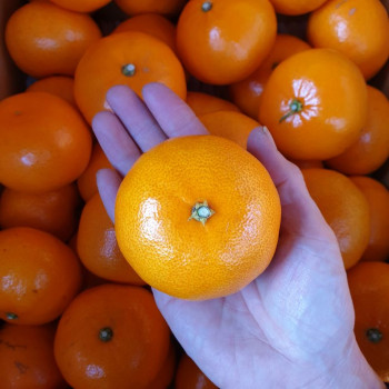 [이가네과일야채] 천혜향 가정용 벌크포장 2kg내외 7과~16과