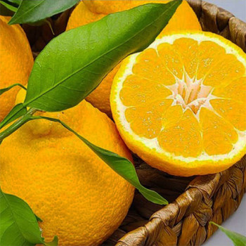 [남도애] 제주 한라봉 대과 3Kg내외 / 9-13과