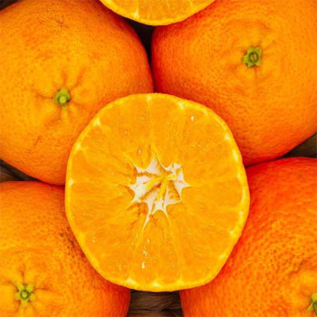 [남도애] 제주 레드향 대과 3Kg내외 / 9-13과