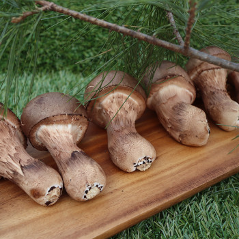 [ 산지직송 ] 참송이버섯 1kg 선물세트 명절 설 추석 선물