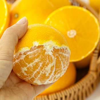 제주도에서 올라온 새콤달콤 황금향 13brix