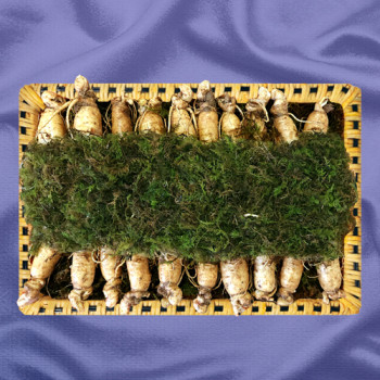 [26년 설][금산인삼]6년근수삼 1호 600g(20~25뿌리)