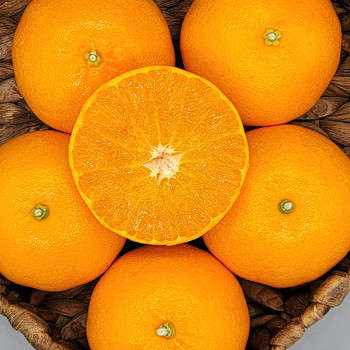 [남도애] 천혜향 3Kg 선물용 (특대과 8-13과)