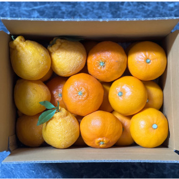 [미가원] 제주직송 돌담농장 한라봉/천혜향/레드향 혼합 2.5kg/4.5kg (가정용)