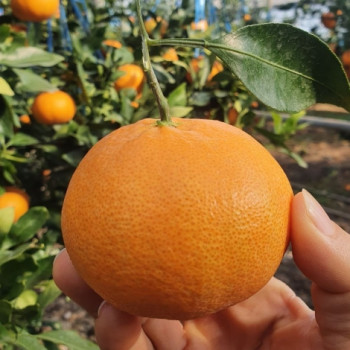 제주명품 고당도 레드향 골라담기 1.5kg~