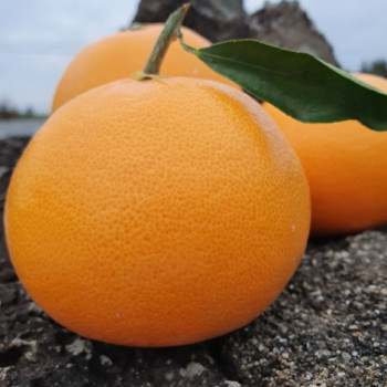 제주명품 고당도 천혜향 골라담기 1.5kg~