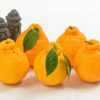 제주명품 고당도 한라봉 골라담기 2.5kg~