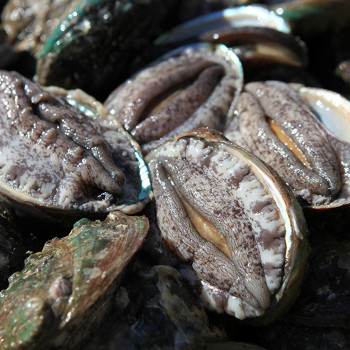 [온웨이] 완도 청정바다 미역과 다시마를 먹고 자란 활전복 1kg