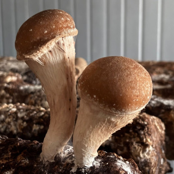 [팜윈드] 농장직송 신선한 참송이버섯 선물세트 실속형 베이직 스페셜세트