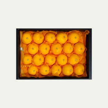 [정성담은] 산지직송 제주 천혜향 선물세트 2.5kg 4.5kg