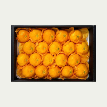 [정성담은] 산지직송 제주 레드향 선물세트 2.5kg 4.5kg