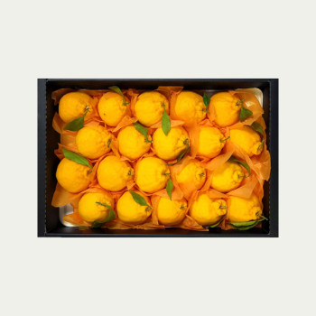 [정성담은] 산지직송 제주 한라봉 선물세트 2.5kg 4.5kg