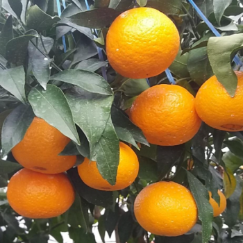 [당도보장] 제주 달코미 신품종 고당도 만감류 (2kg/3kg 정품/가정용)