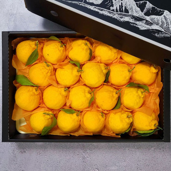 [굿파머] 제주 한라봉 선물세트 4.5kg (소/중/대)