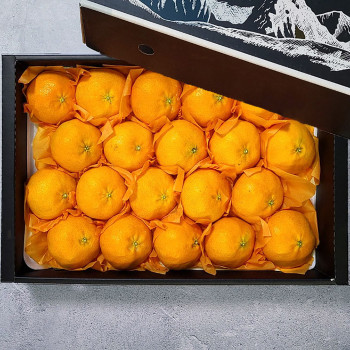 [굿파머] 제주 레드향 선물세트 4.5kg (소/중/대)