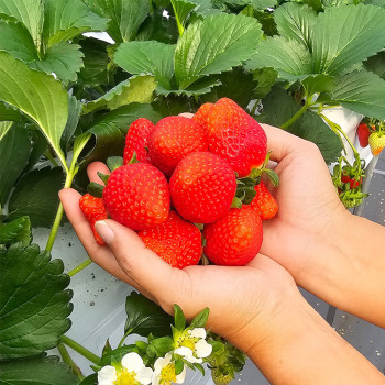 [테이블리] 진한 딸기 향이 살아있는 맛 홍희딸기