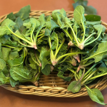 [하늘농장] 국내산 손질 시금치 500g/1kg/2kg/4kg (특품)