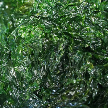 [하늘농장] 완도산 햇 생파래(물파래) 2kg