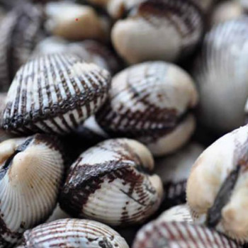 [하늘농장] 당일채취 벌교 새꼬막 2kg/3kg/5kg (중/소/대혼합)