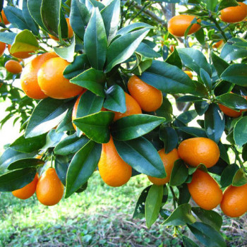 제주산 금귤 낑깡 당일수확 당일발송 500g/1kg/2kg 새콤달콤