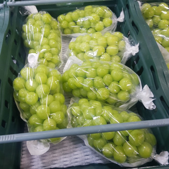 샤인머스켓 4kg 특품 (4-5수)+보자기포장