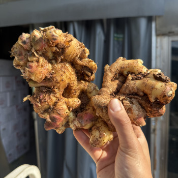 [농진사] 국내산 땅의 향을 그대로 담은 토종 황토 흙생강 1kg 5kg 10kg