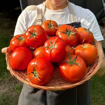 [농진사] 건강한 자연의 완숙토마토 찰토마토 정품 흠과 선택