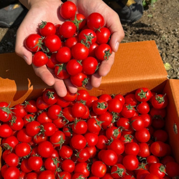 [농진사] 달콤 상큼 방울토마토 1.5kg 3kg 5kg