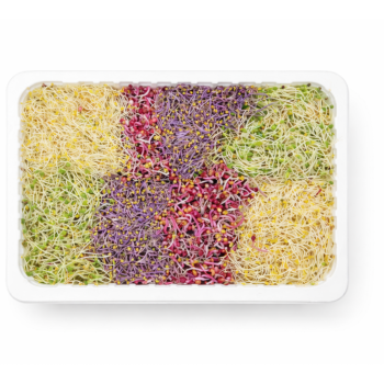 [농진사] 100% 국내산 새싹 500g 1kg 비빔밥 냉채 고명 샐러드용 채소