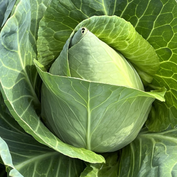 [산지직송]제주 고깔양배추 3kg/ 5kg/ 10kg