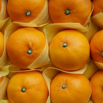 [산지직송] 제주 천혜향 2kg/ 3kg/ 5kg/ 10kg